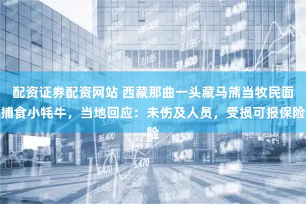 配资证券配资网站 西藏那曲一头藏马熊当牧民面捕食小牦牛，当地回应：未伤及人员，受损可报保险